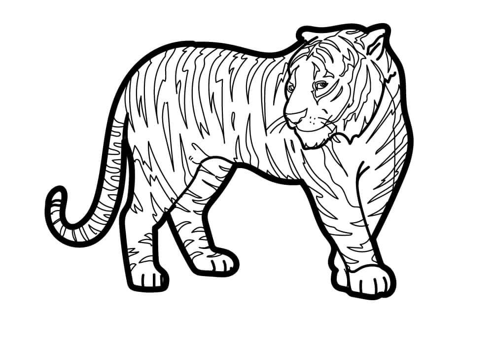 Desenho de Tigre para imprimir