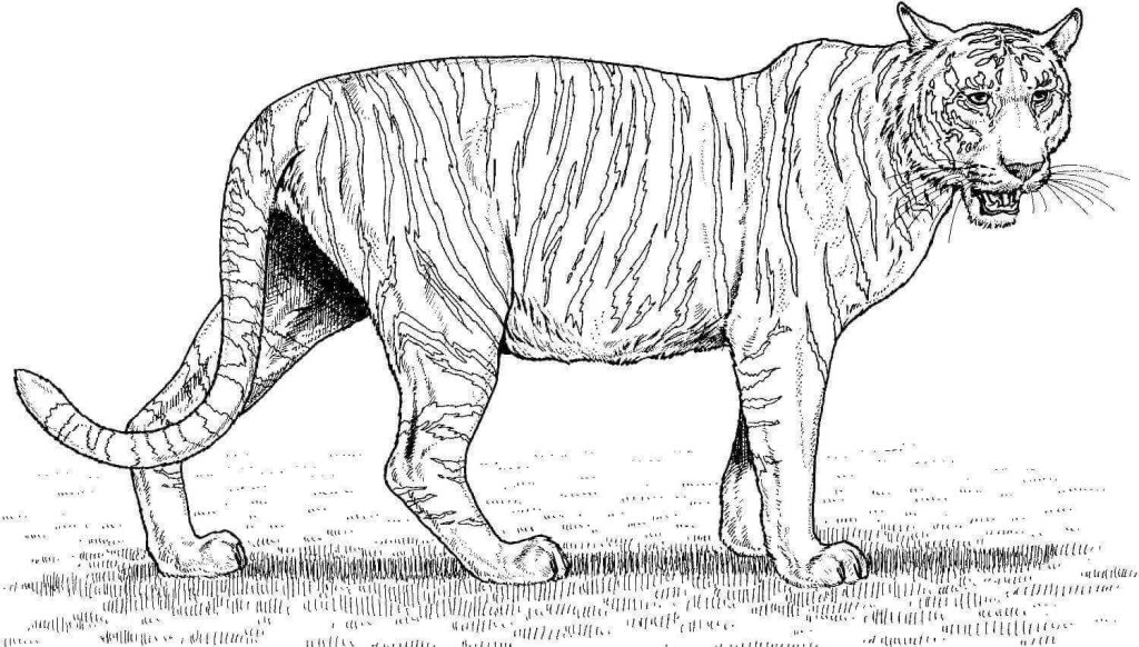 Desenho de Tigre para imprimir