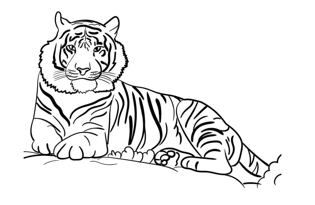 Desenho de Tigre para imprimir
