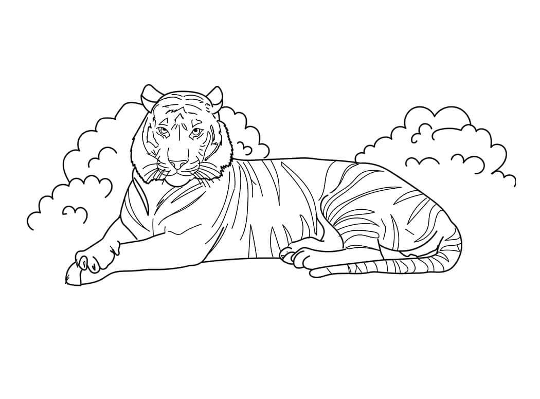 Desenho de Tigre para imprimir