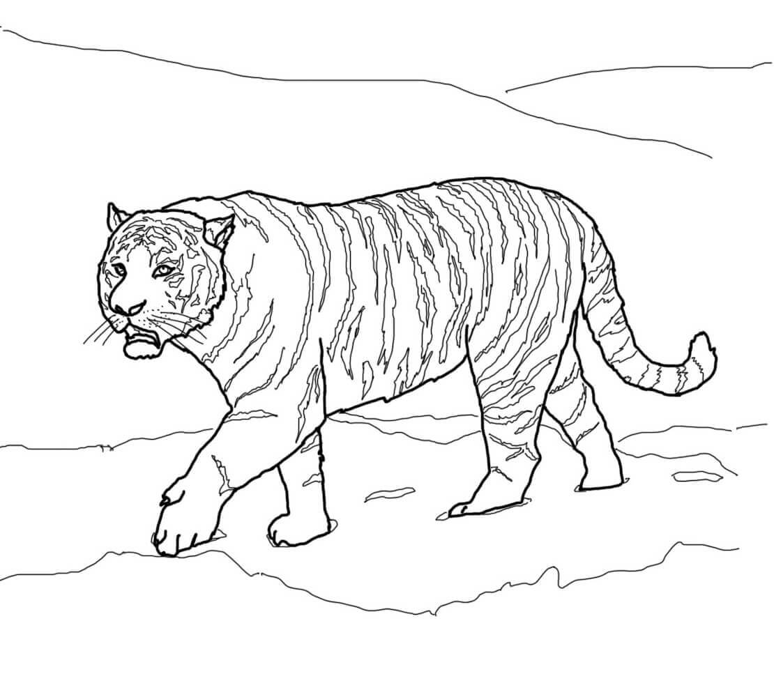 Desenho de Tigre para imprimir