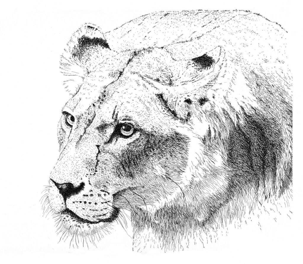 Desenho de Tigre para imprimir