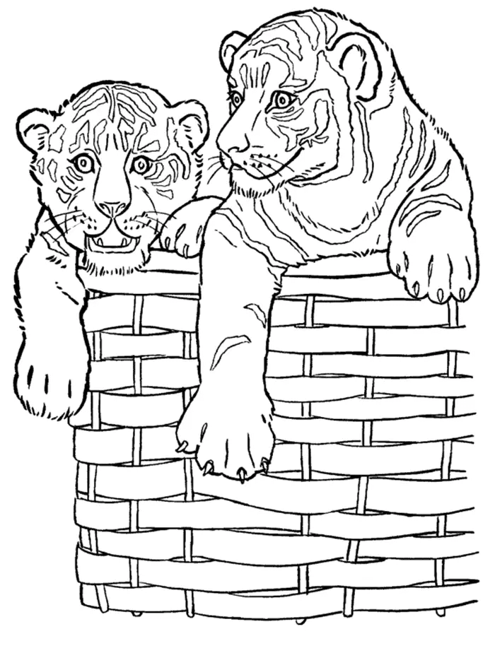 Desenho de Tigre para imprimir