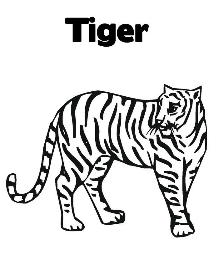 Desenho de Tigre para imprimir