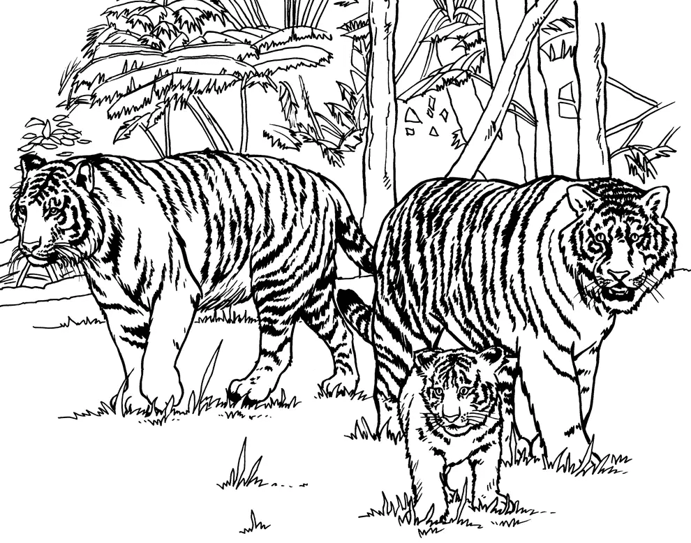 Desenho de Tigre para imprimir