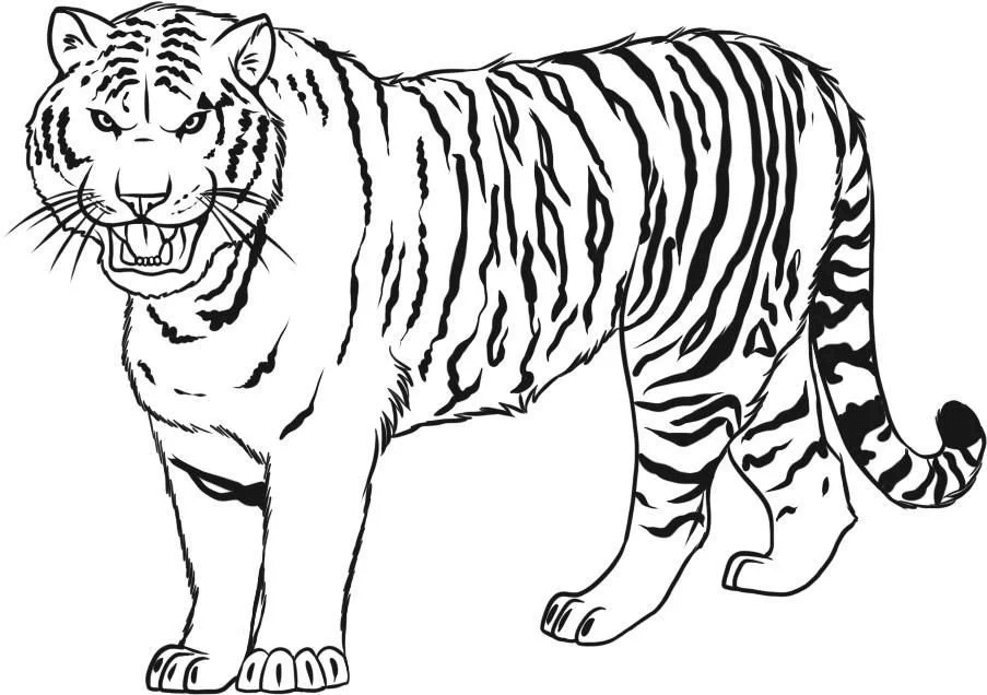 Desenho de Tigre para imprimir