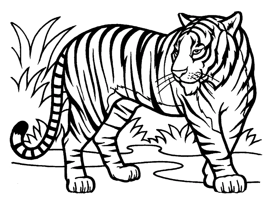 Desenho de Tigre para imprimir