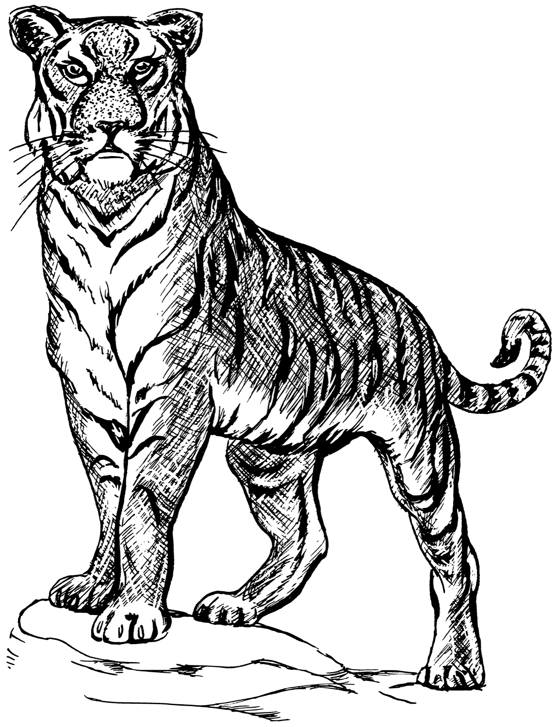 Desenho de Tigre para imprimir