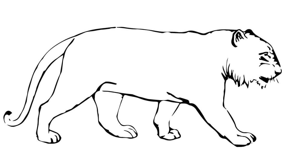 Desenho de Tigre para imprimir