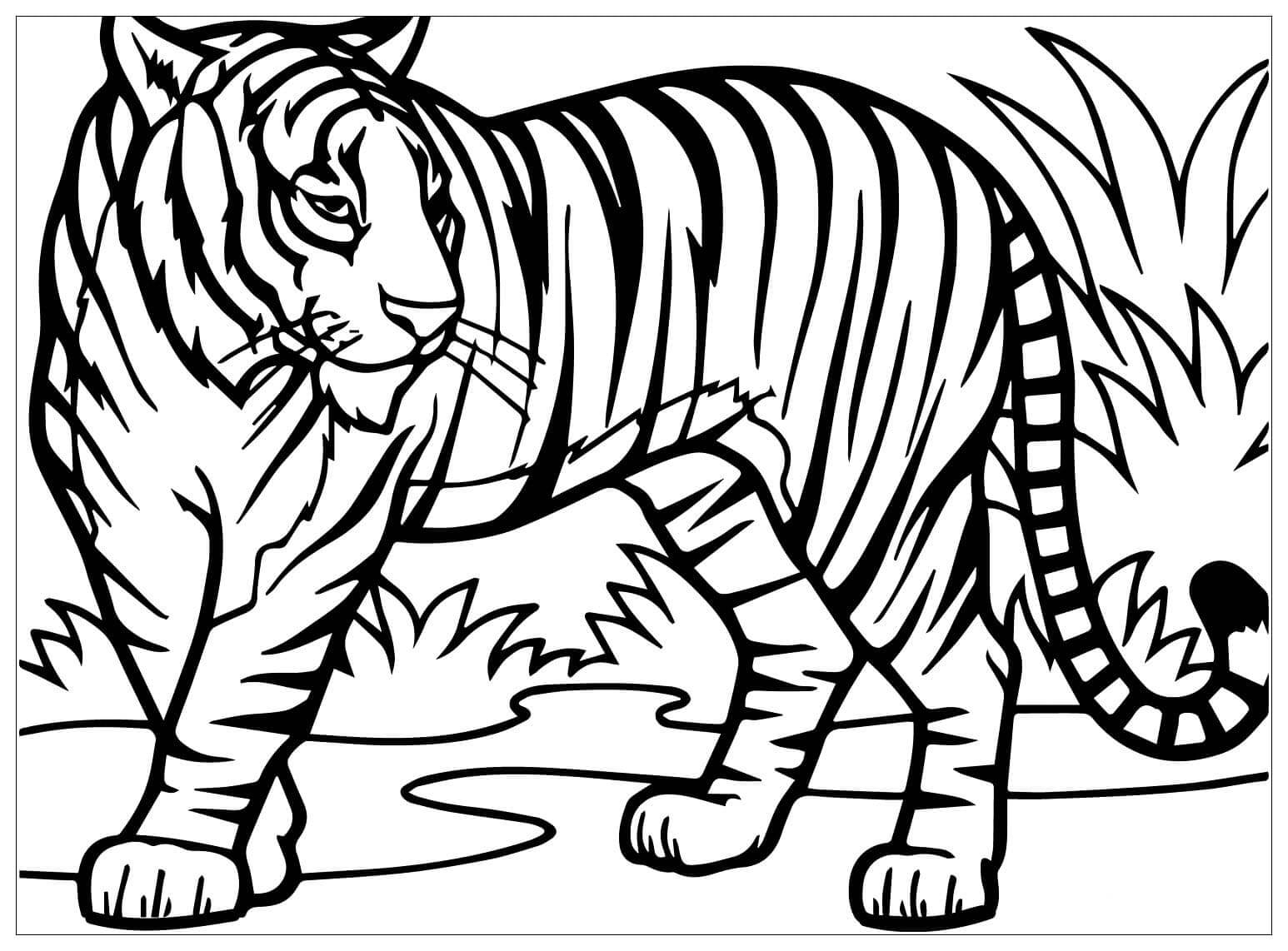 Desenho de Tigre para imprimir