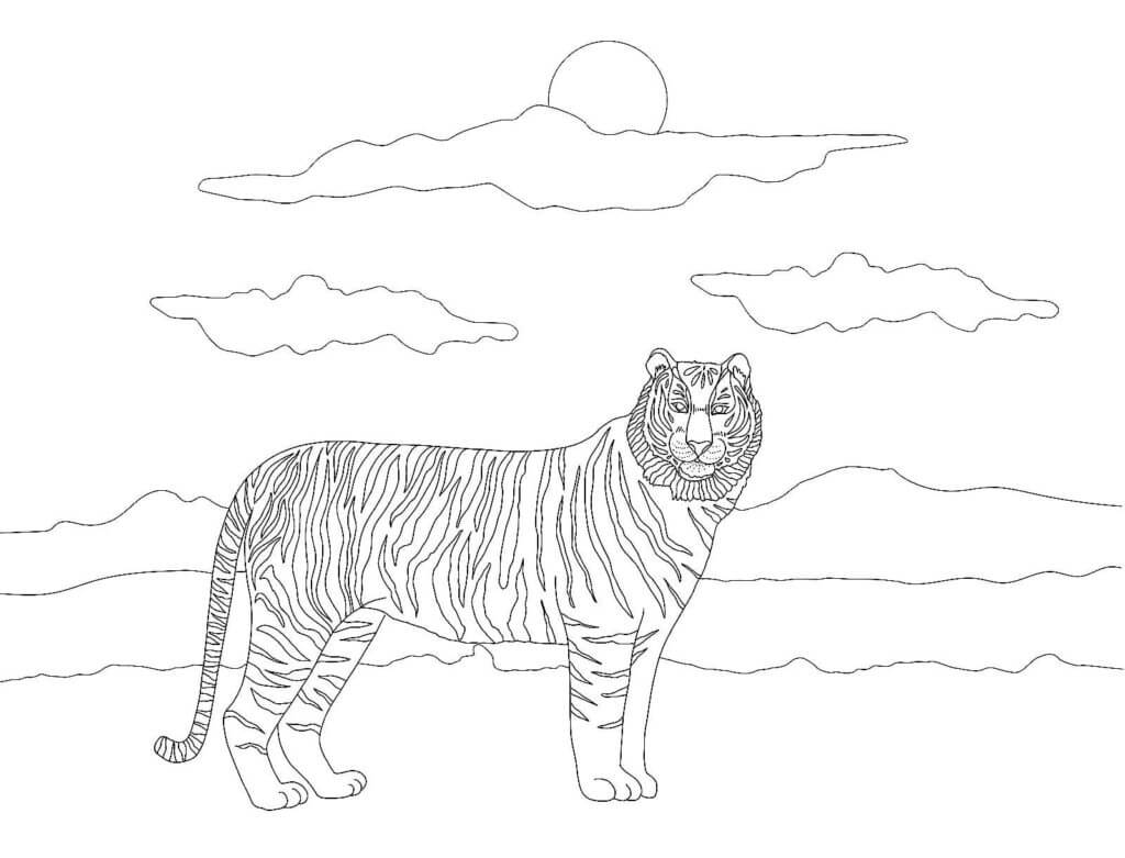 Desenho de Tigre para imprimir