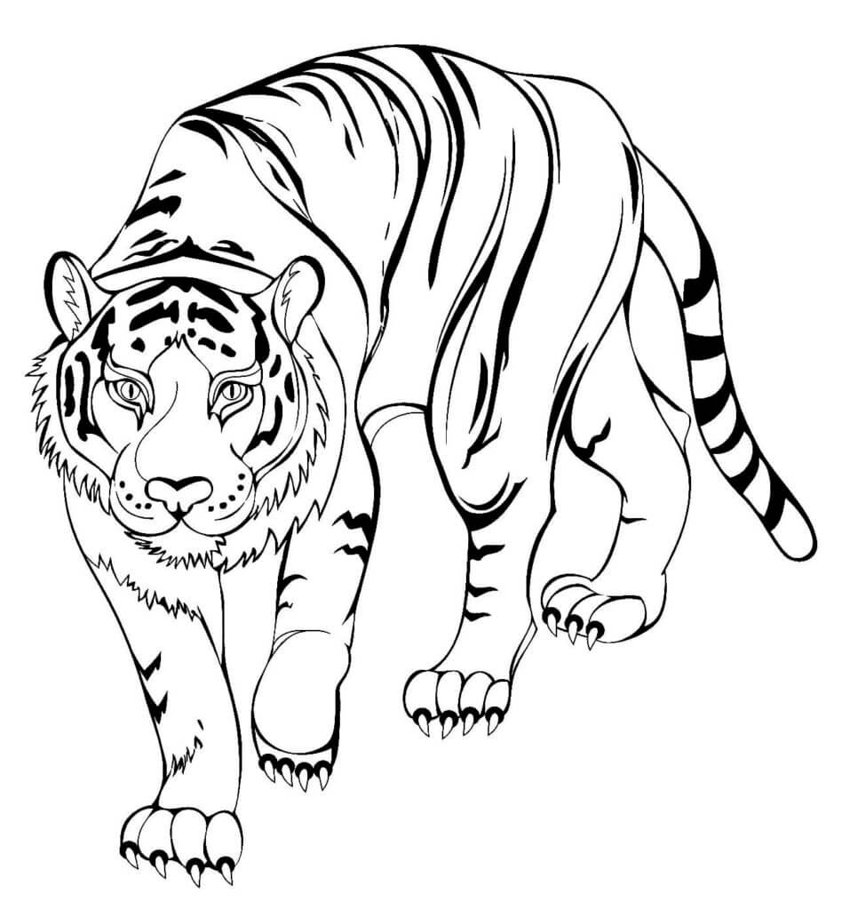 Desenho de Tigre para imprimir