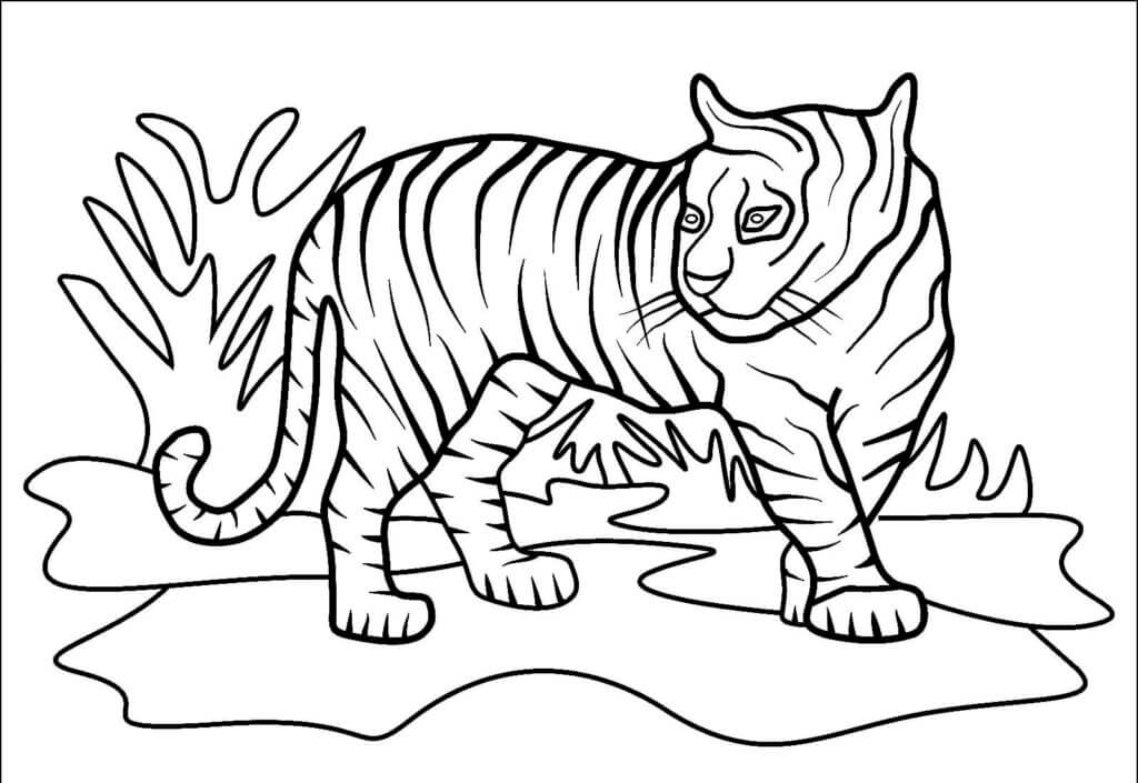 Desenho de Tigre para imprimir