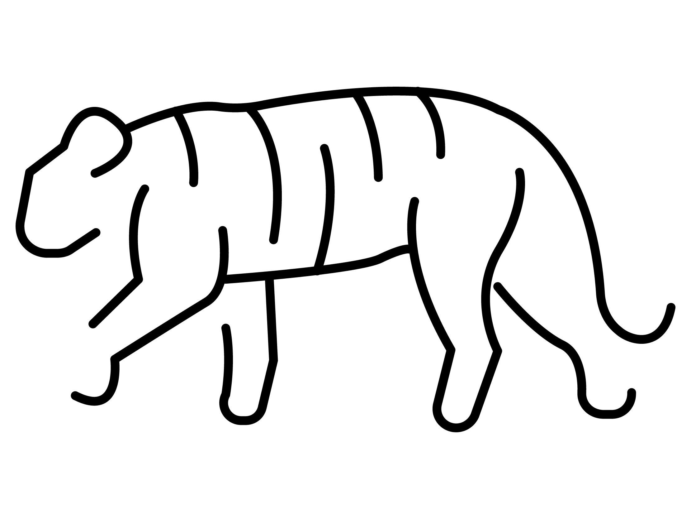 Desenho de Tigre para imprimir