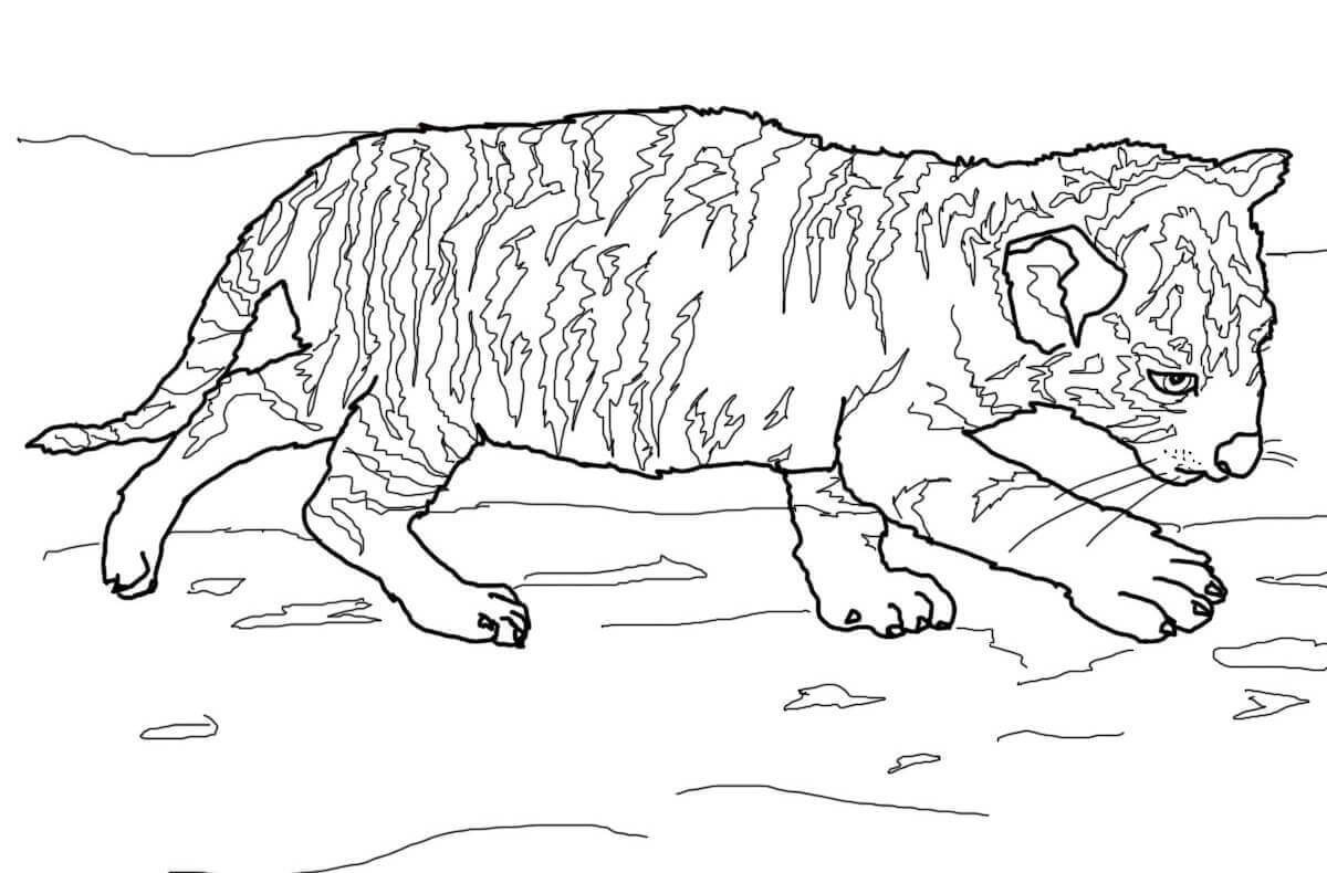 Desenho de Tigre para imprimir