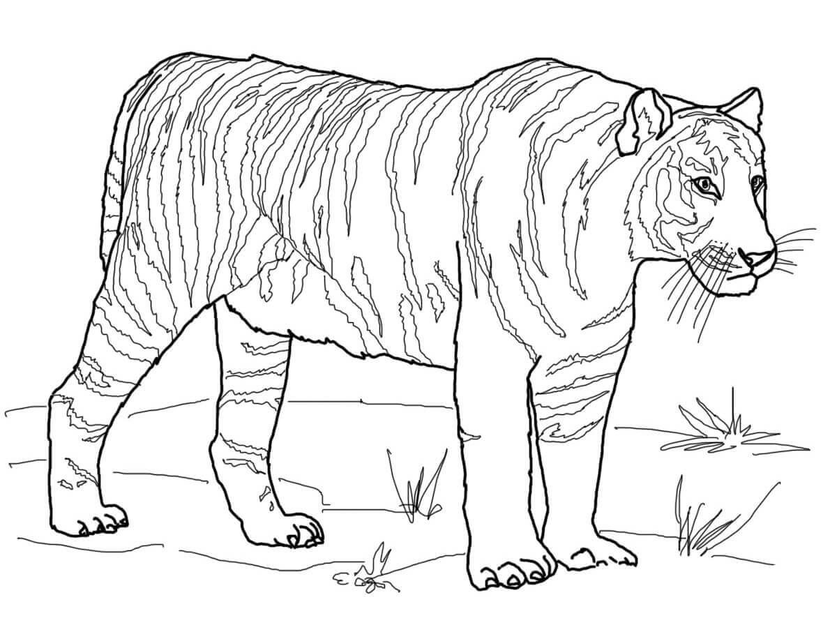 Desenho de Tigre para imprimir
