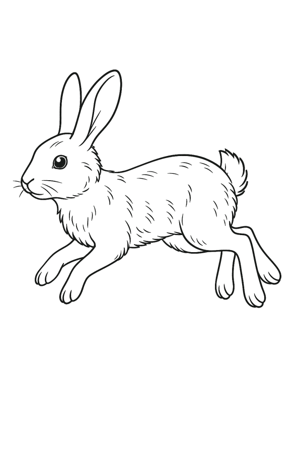 Desenho de Coelho para imprimir