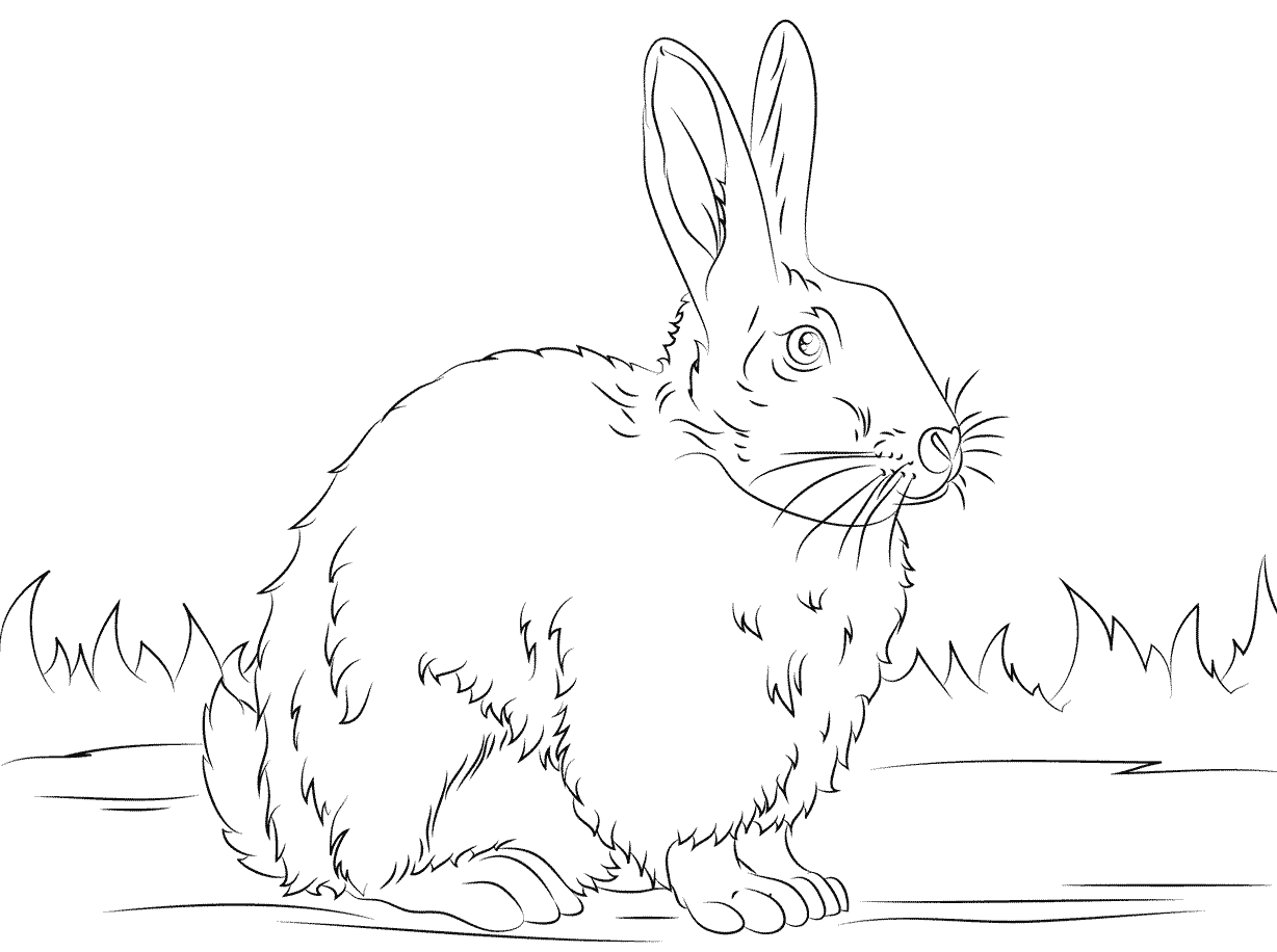 Desenho de Coelho para imprimir