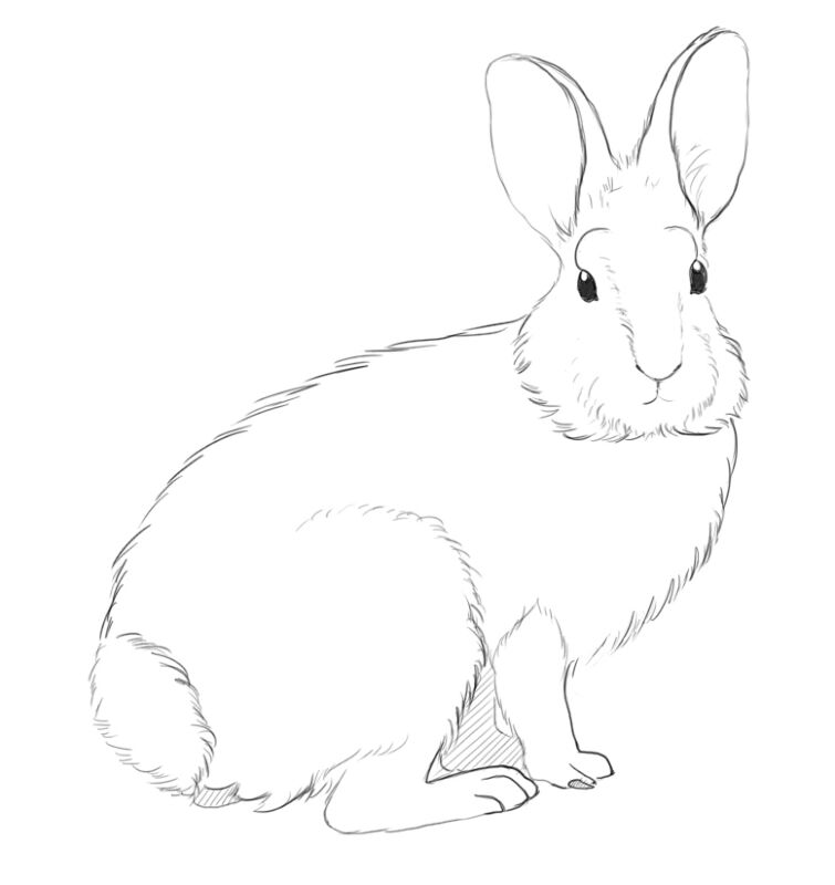 Desenho de Coelho para imprimir