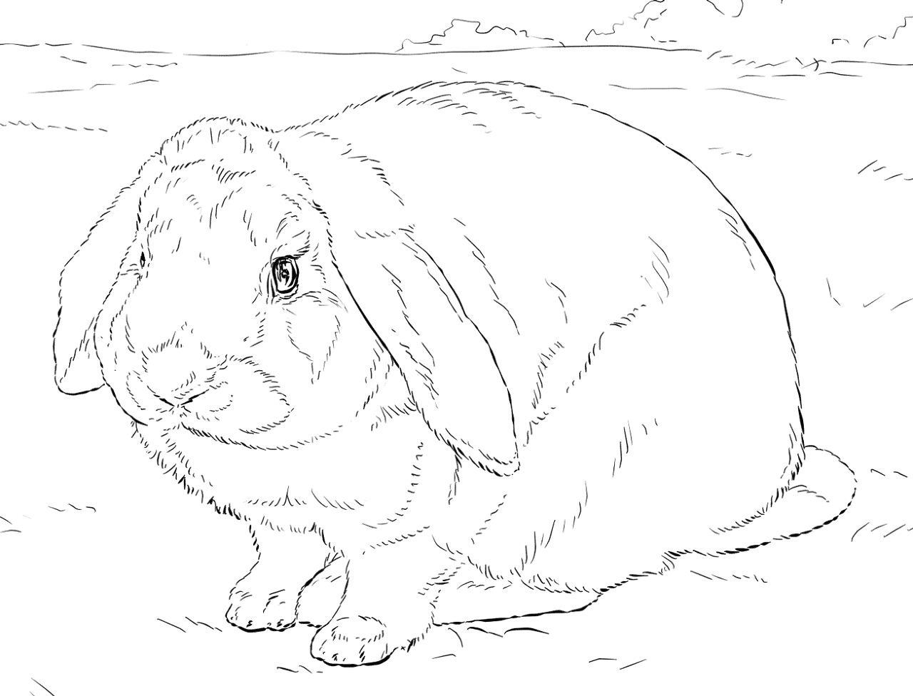Desenho de Coelho para imprimir