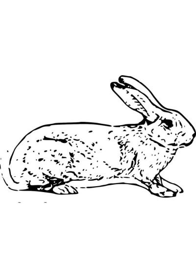 Desenho de Coelho para imprimir