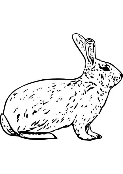 Desenho de Coelho para imprimir