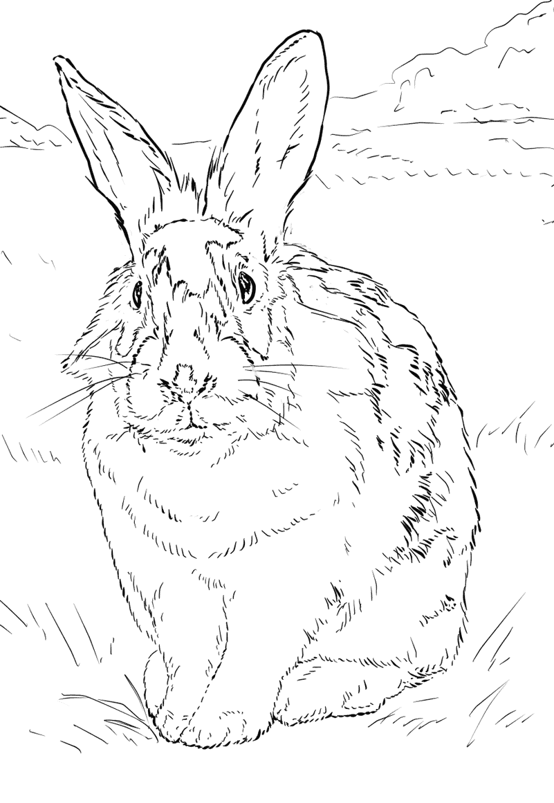 Desenho de Coelho para imprimir