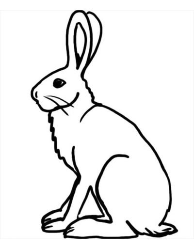 Desenho de Coelho para imprimir