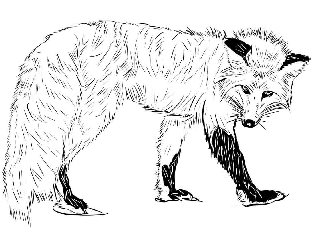 Desenho de Raposas para imprimir