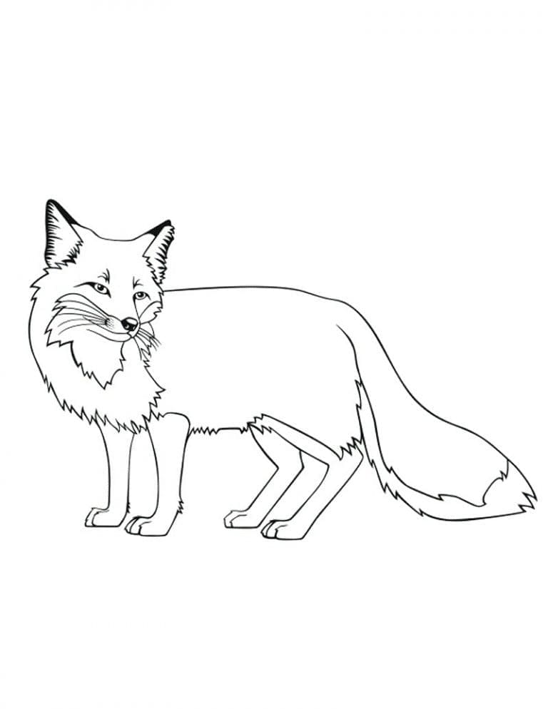 Desenho de Raposas para imprimir