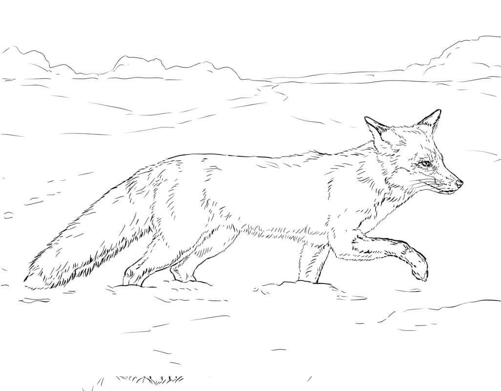 Desenho de Raposas para imprimir