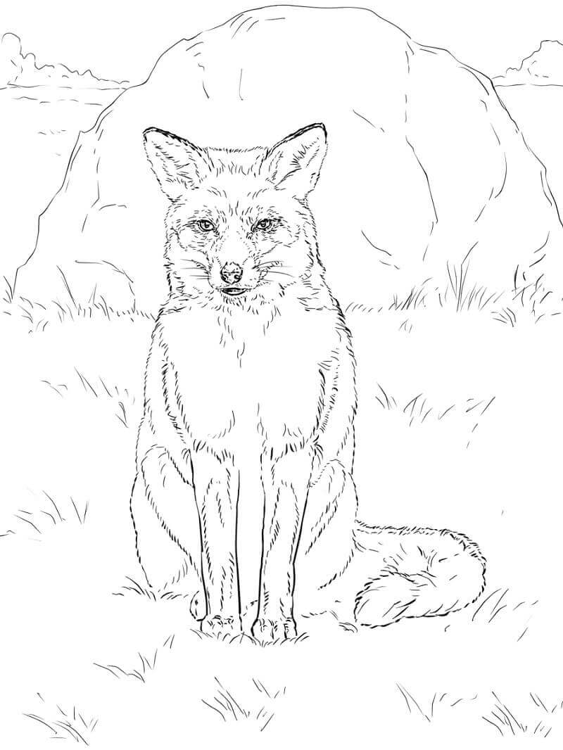 Desenho de Raposas para imprimir