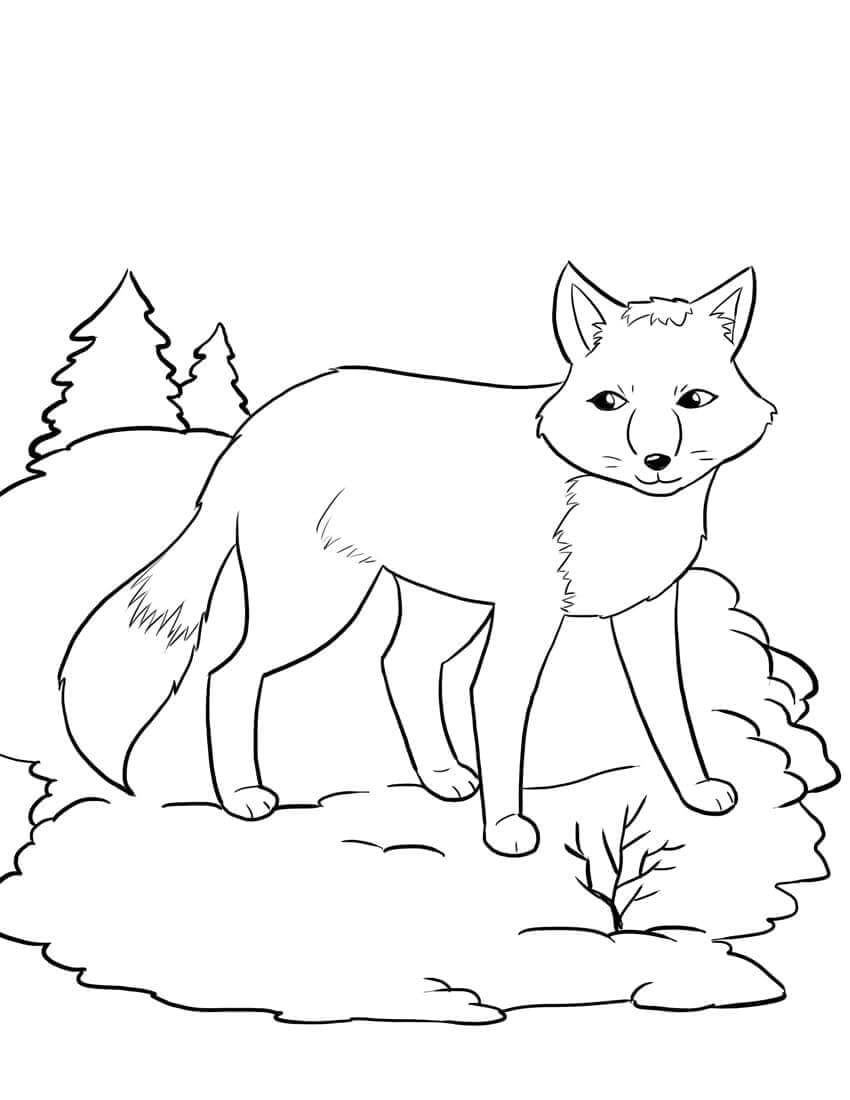Desenho de Raposas para imprimir
