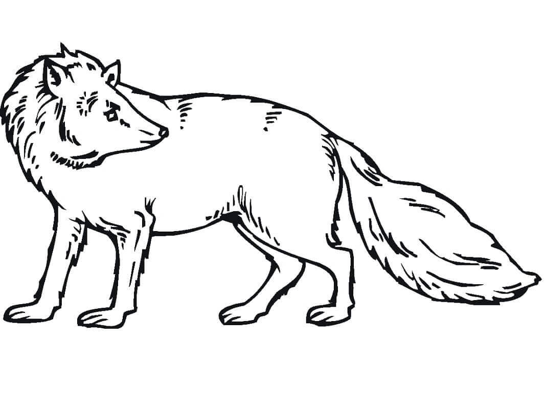 Desenho de Raposas para imprimir