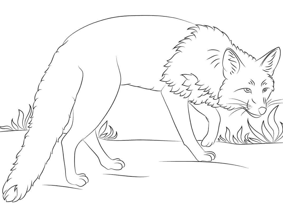 Desenho de Raposas para imprimir