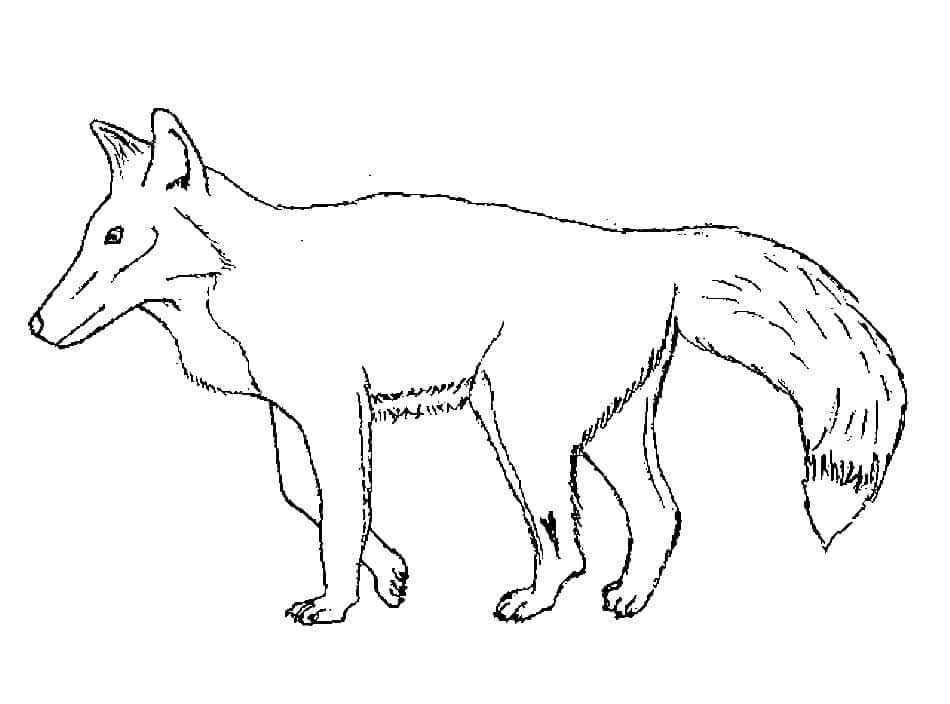 Desenho de Raposas para imprimir