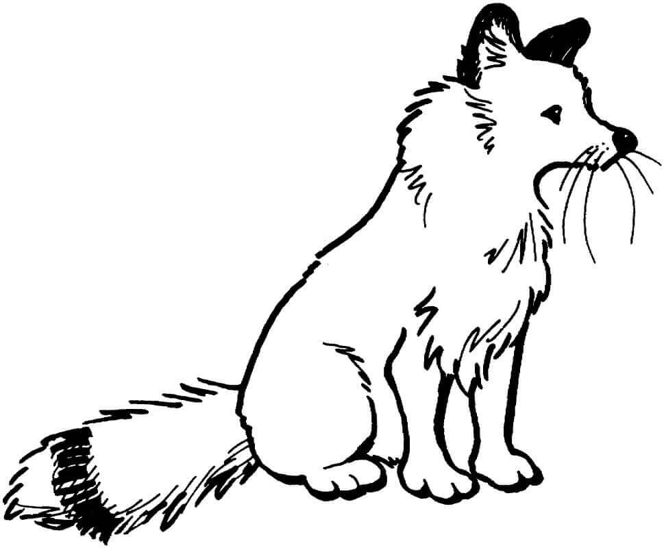 Desenho de Raposas para imprimir