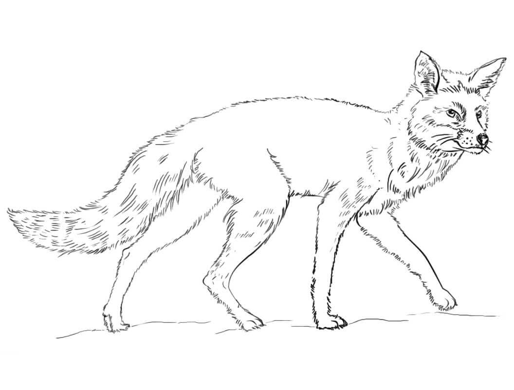 Desenho de Raposas para imprimir