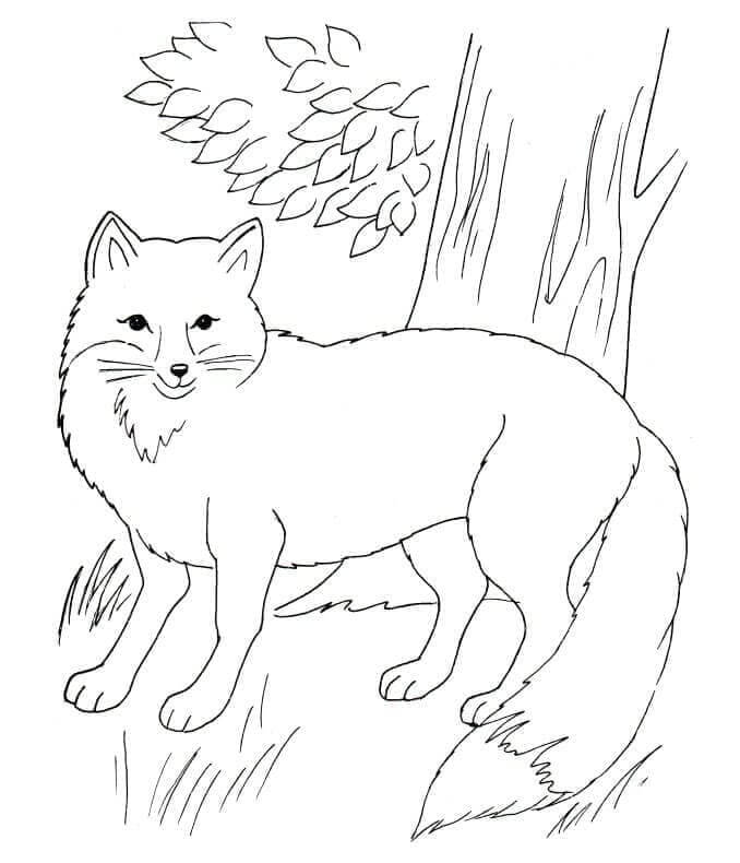 Desenho de Raposas para imprimir