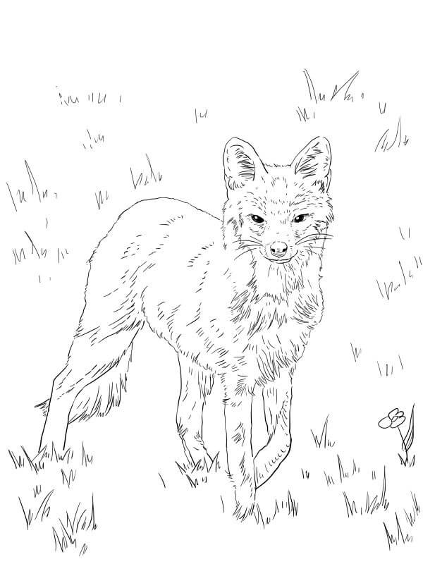 Desenho de Raposas para imprimir