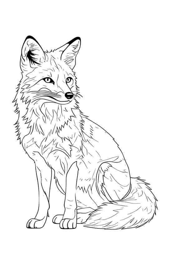 Desenho de Raposas para imprimir