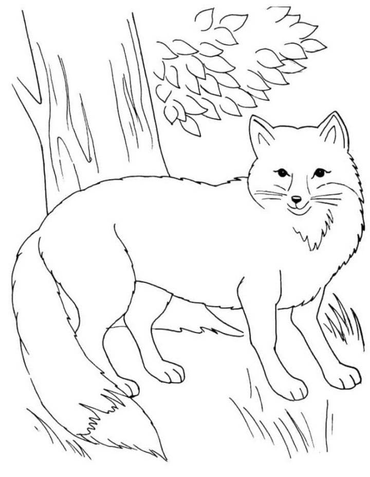 Desenho de Raposas para imprimir