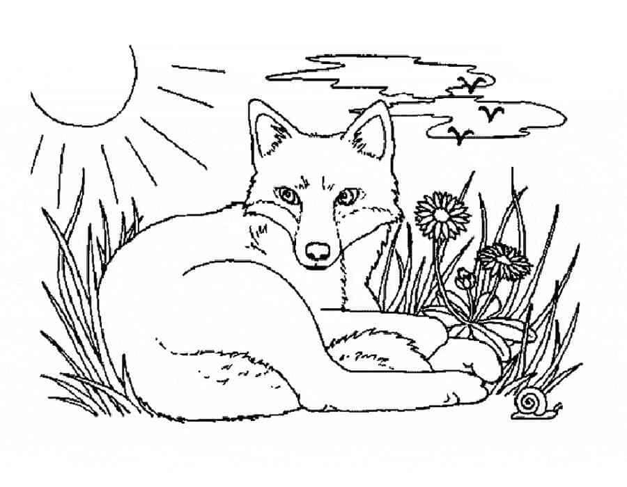Desenho de Raposas para imprimir
