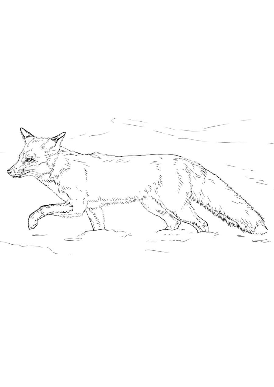 Desenho de Raposas para imprimir