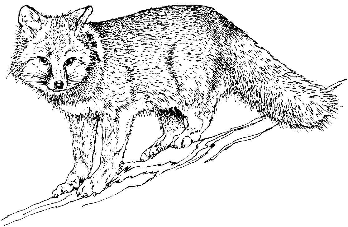 Desenho de Raposas para imprimir