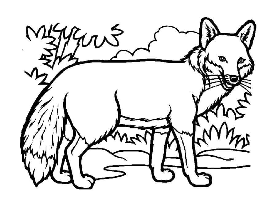 Desenho de Raposas para imprimir