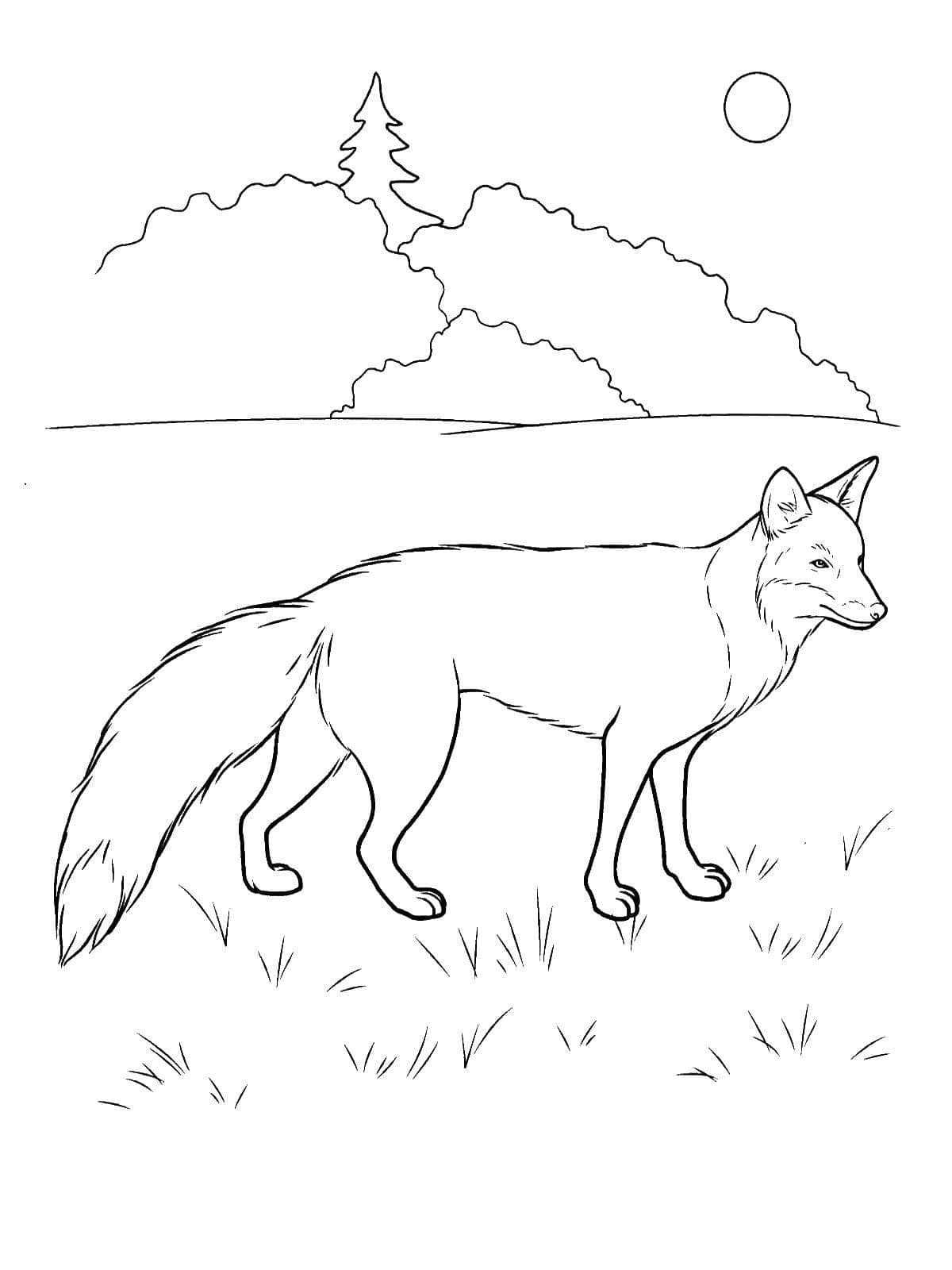 Desenho de Raposas para imprimir