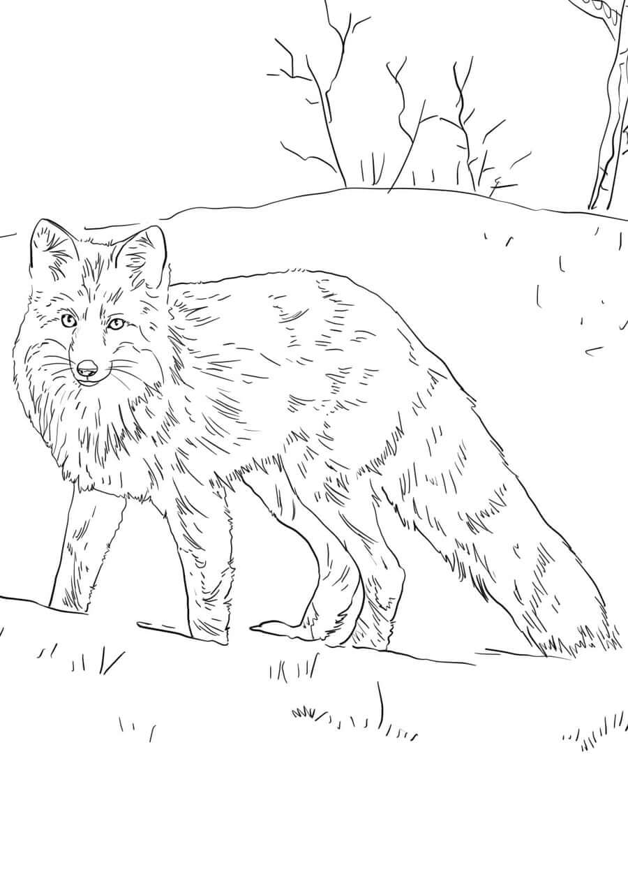 Desenho de Raposas para imprimir