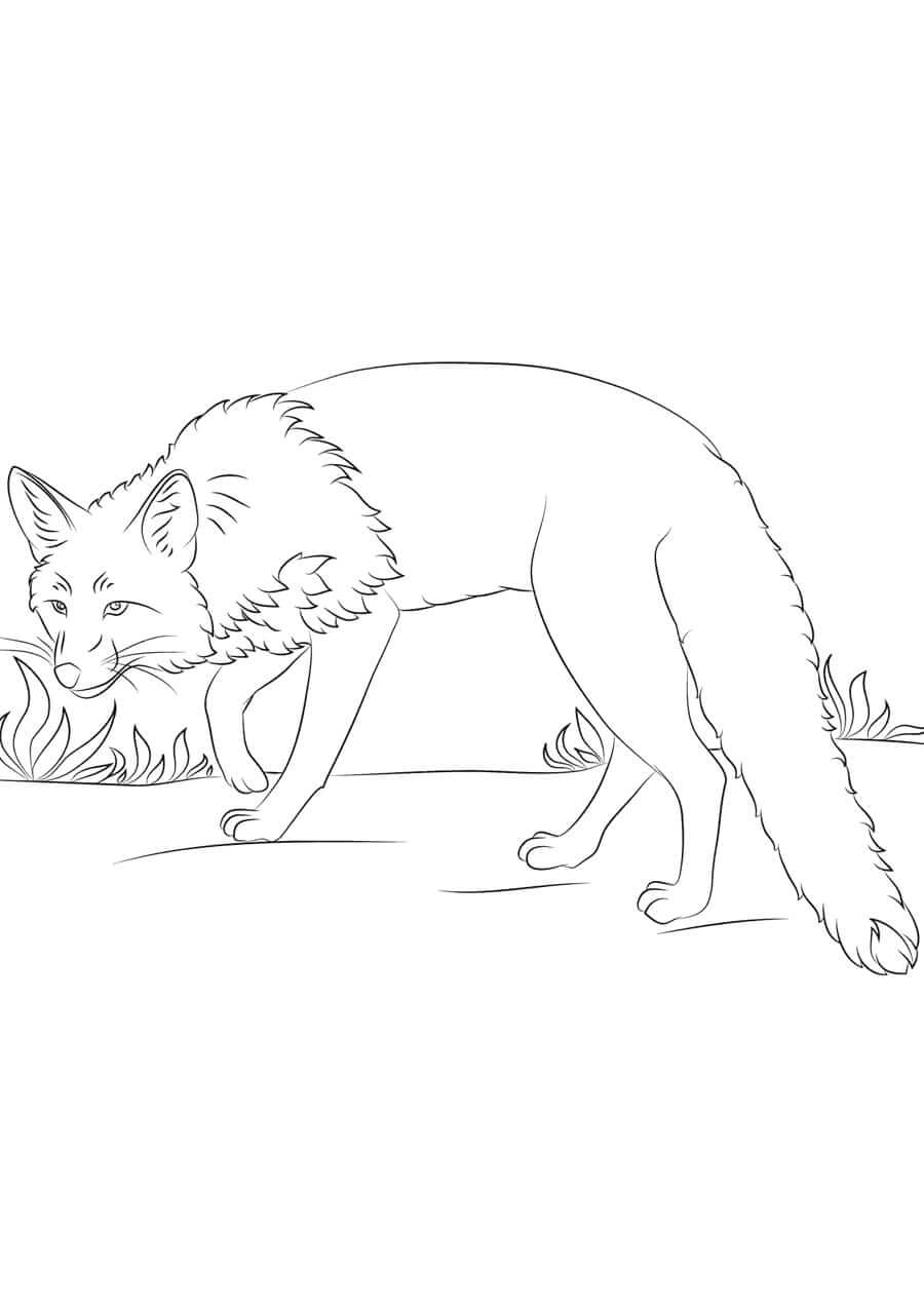 Desenho de Raposas para imprimir