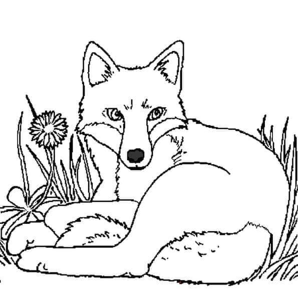 Desenho de Raposas para imprimir